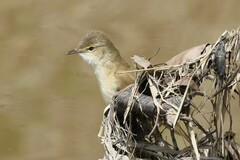 Acrocephalus australis australis
