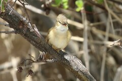 Acrocephalus australis australis