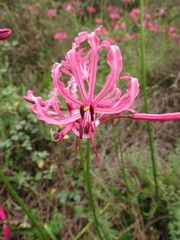 Nerine humilis