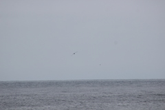 Stercorarius pomarinus