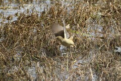 Acrocephalus australis australis