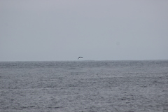 Stercorarius pomarinus