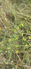 Euphorbia striata