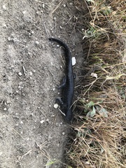 Ambystoma tigrinum
