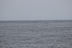 Stercorarius pomarinus