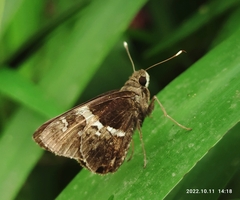Hyarotis adrastus