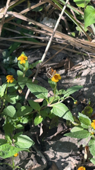 Anthanassa texana seminole