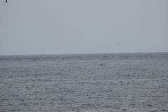 Stercorarius pomarinus