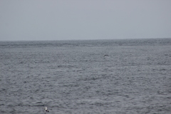 Stercorarius pomarinus