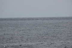 Stercorarius pomarinus