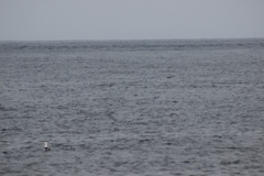 Stercorarius pomarinus