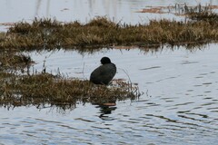 Fulica atra australis