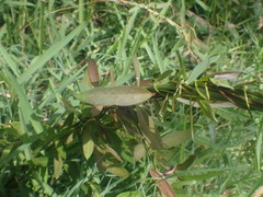 Vincetoxicum carnosum