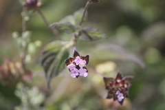 Lantana hirta