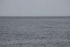 Stercorarius pomarinus