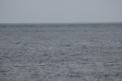 Stercorarius pomarinus