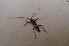 Coptocercus rubripes