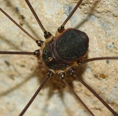 Leiobunum blackwalli