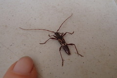 Coptocercus rubripes
