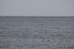 Stercorarius pomarinus