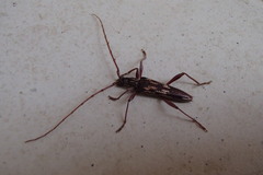 Coptocercus rubripes