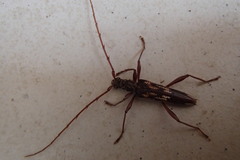 Coptocercus rubripes