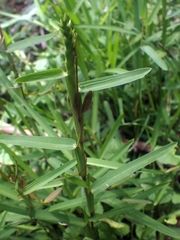 Vincetoxicum carnosum