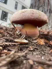 Rubroboletus eastwoodiae