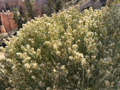 Baccharis sarothroides