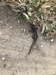 Ambystoma tigrinum