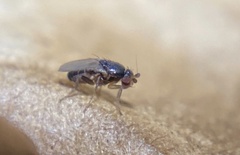Sphaeroceridae