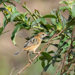 Cisticola exilis