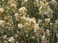 Baccharis sarothroides