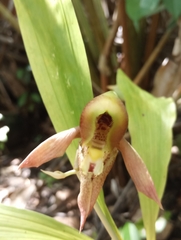 Catasetum maculatum image