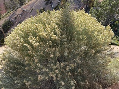 Baccharis sarothroides