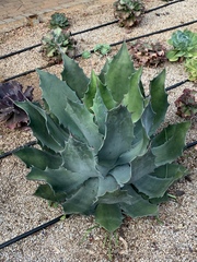 Agave colorata