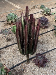 Euphorbia trigona