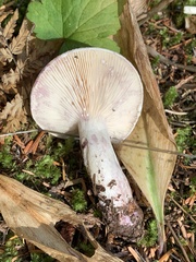 Lactarius pallescens