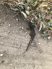 Ambystoma tigrinum