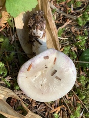 Lactarius pallescens