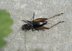 Trigonidium cicindeloides