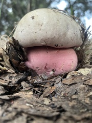 Rubroboletus eastwoodiae