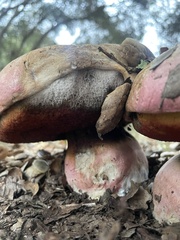 Rubroboletus eastwoodiae