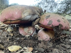 Rubroboletus eastwoodiae