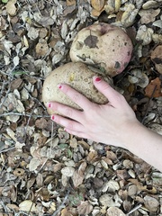 Rubroboletus eastwoodiae