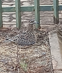 Burhinus capensis capensis