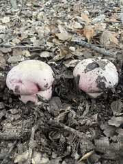 Rubroboletus eastwoodiae