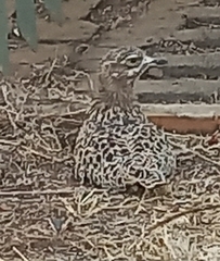 Burhinus capensis capensis