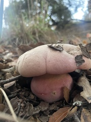 Rubroboletus eastwoodiae