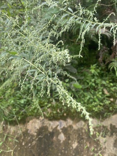 Artemisia dubia iNat (3)